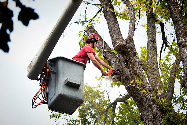 How Our Tree Care Process Works  in Avon By The Sea, NJ